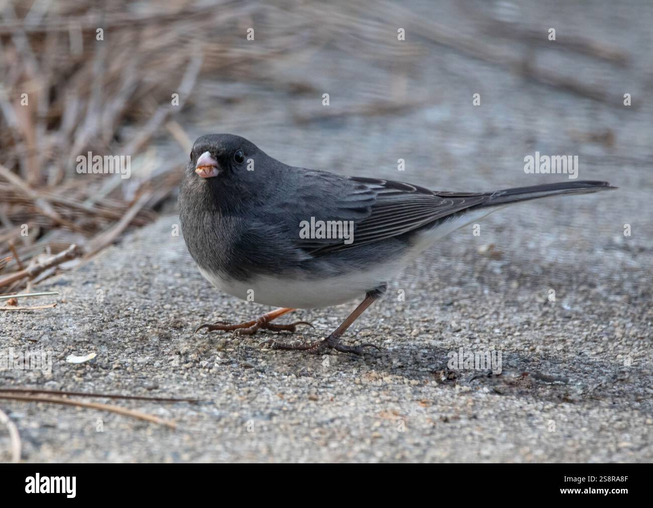 Primo piano di uno junco maschio dagli occhi scuri che si nutre per terra. Foto Stock