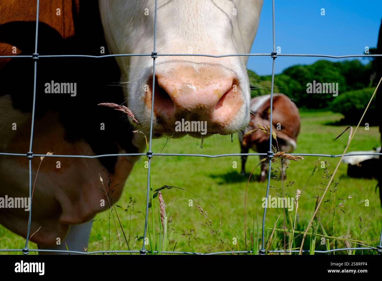 Naso bagnato di un cecchino di mucca in faccia Foto Stock