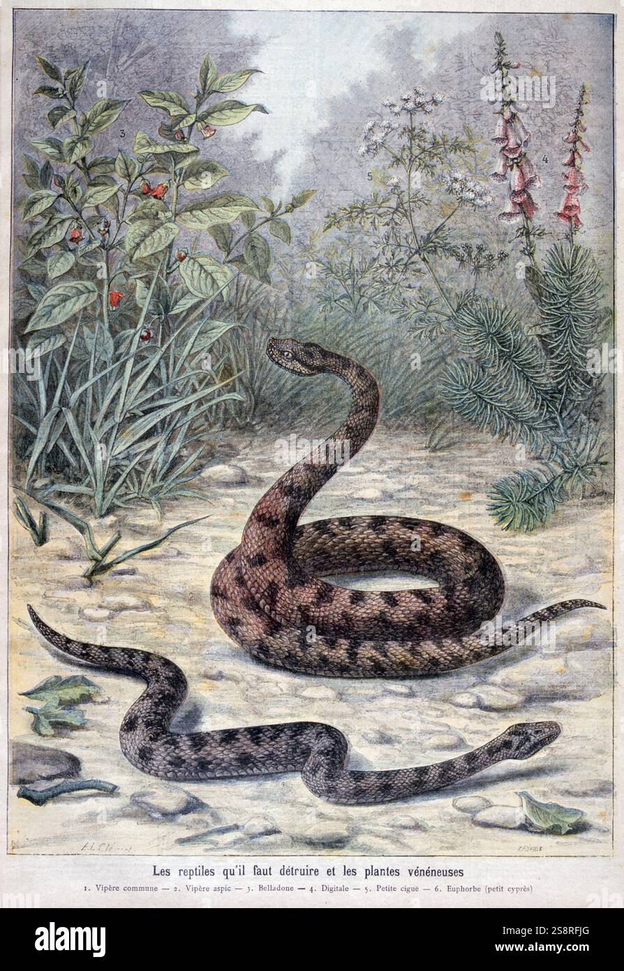 Illustrazione raffigurante nocivi o piante velenose e serpenti. 1897 Foto Stock