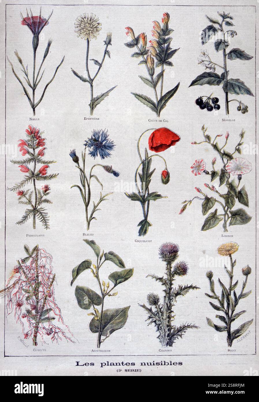 Illustrazione raffigurante nocivi o piante velenose. 1897 Foto Stock