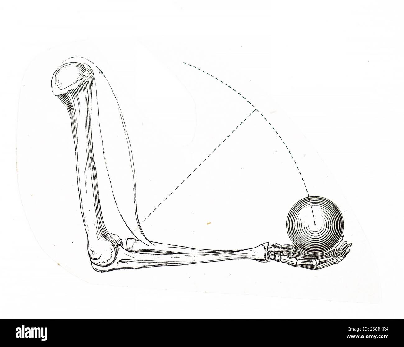 Illustrazione di un XIX secolo vista anatomica di un braccio di sollevamento di un peso. Foto Stock