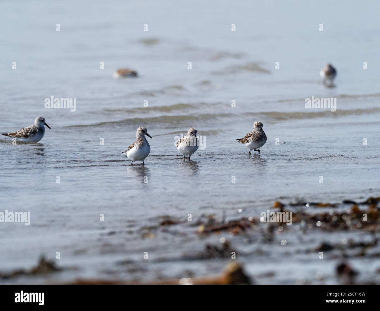 Sanderling Calidris alba on a Beach Traigh nam Faoghailean, Balranald RSPB Reserve, North Uist, Ebridi esterne, Scozia, Regno Unito, maggio 2021 Foto Stock