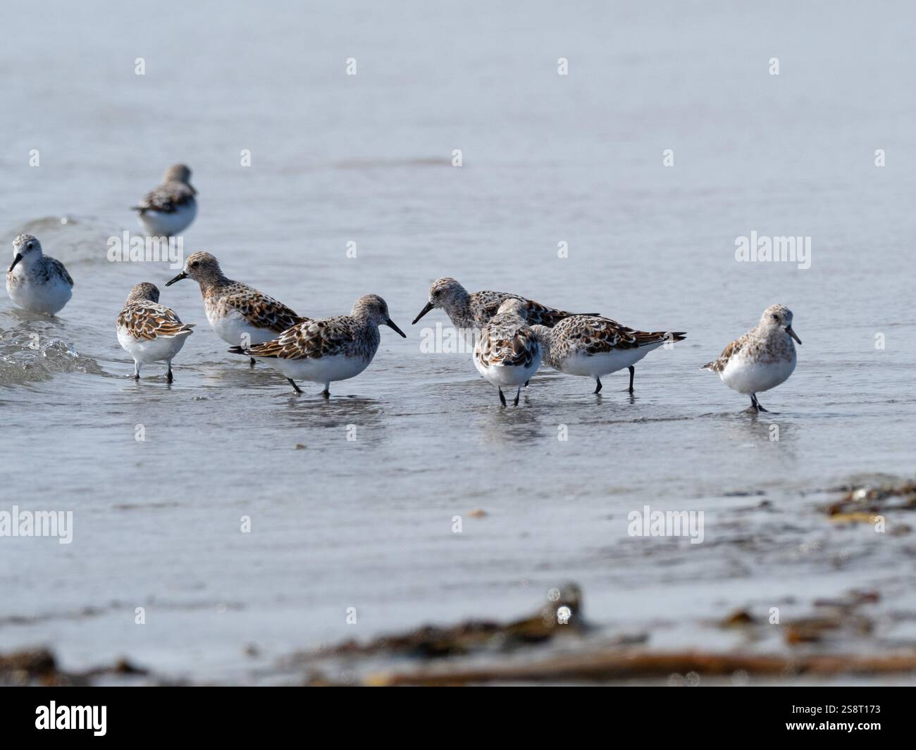 Sanderling Calidris alba on a Beach Traigh nam Faoghailean, Balranald RSPB Reserve, North Uist, Ebridi esterne, Scozia, Regno Unito, maggio 2021 Foto Stock