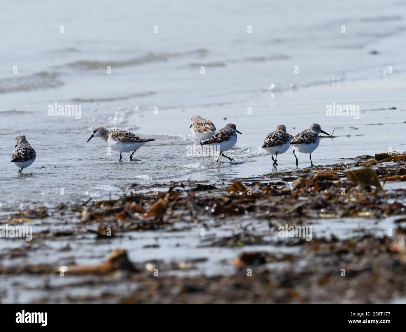 Sanderling Calidris alba on a Beach Traigh nam Faoghailean, Balranald RSPB Reserve, North Uist, Ebridi esterne, Scozia, Regno Unito, maggio 2021 Foto Stock