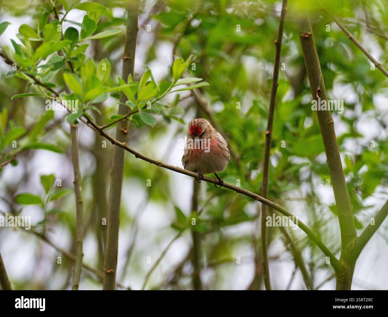 Redpoll comune Carduelis flammea arroccato in salice, Foulshaw Moss Nature Reserve, Cumbria Wildlife Trust, Cumbria, Inghilterra, Regno Unito, aprile 2022 Foto Stock