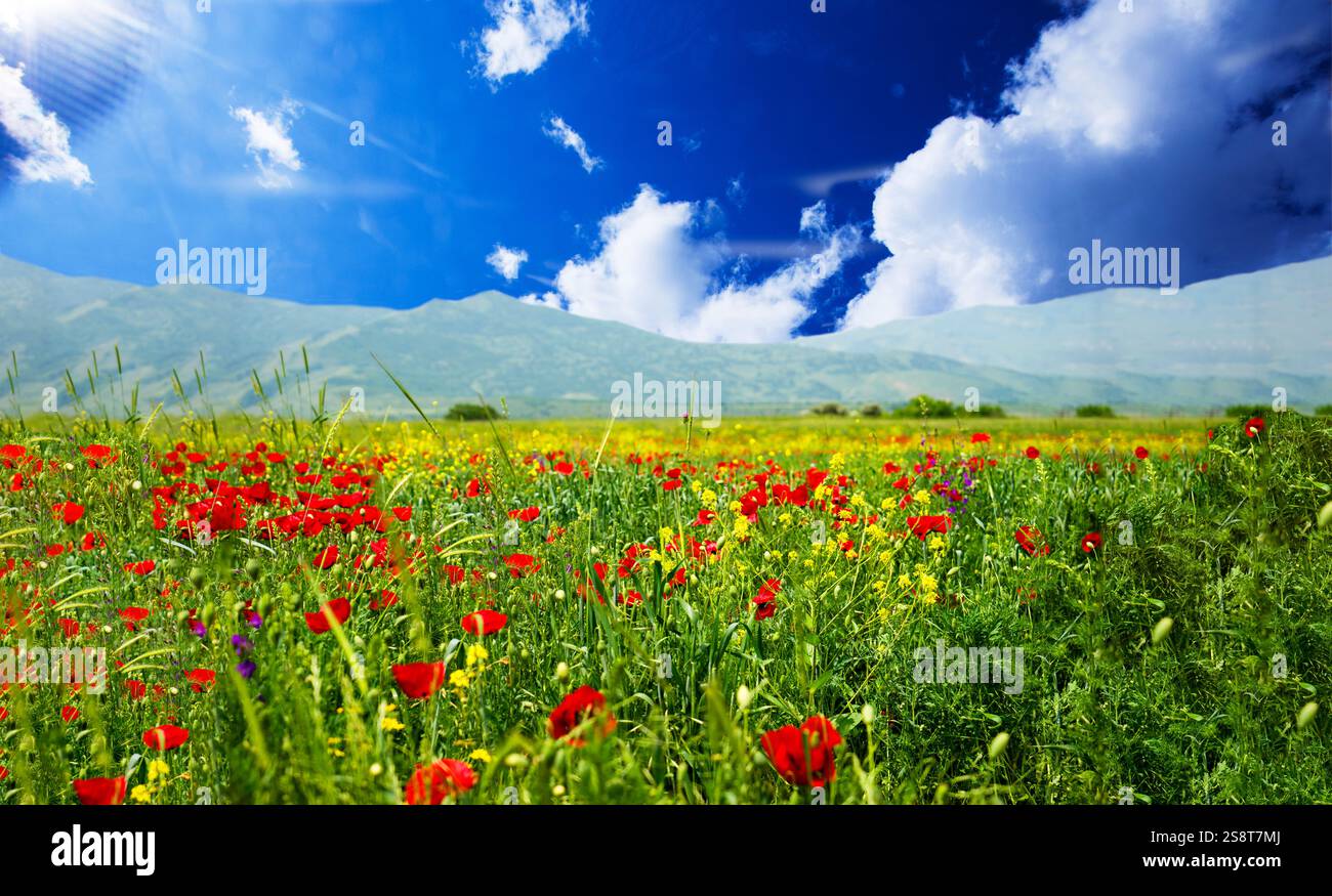 Rosso lungo capo-campo di papavero, blindeyes, Papaver dubium. Fiore fiorisce in un ambiente naturale. Fiore in fiore. Foto Stock