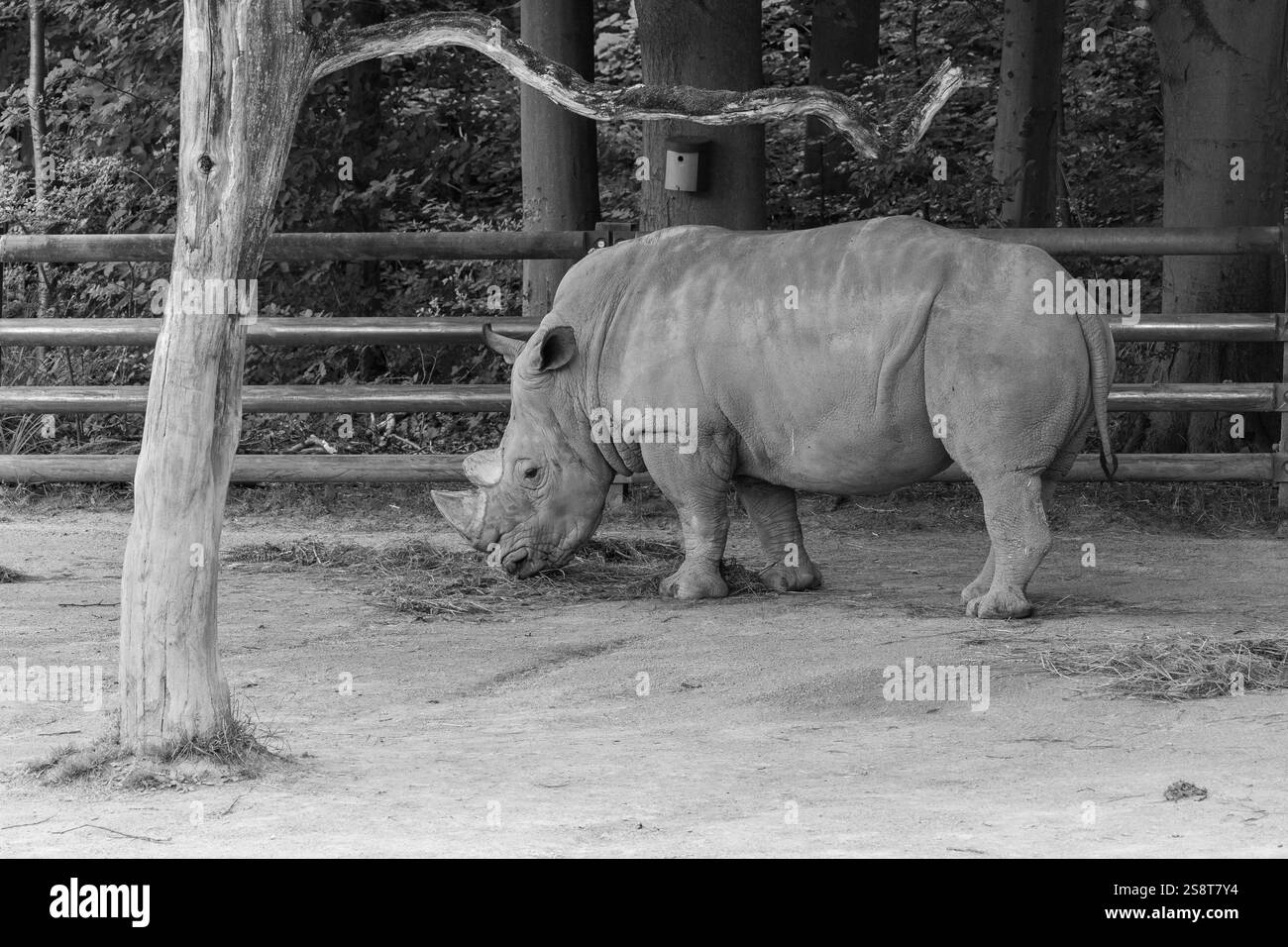 Primo piano di un rinoceronte nello zoo in bianco e nero Foto Stock