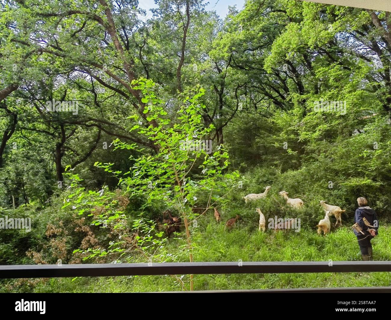 Una pastore donna si occupa di un gregge di capre nella foresta vicino alla città Foto Stock