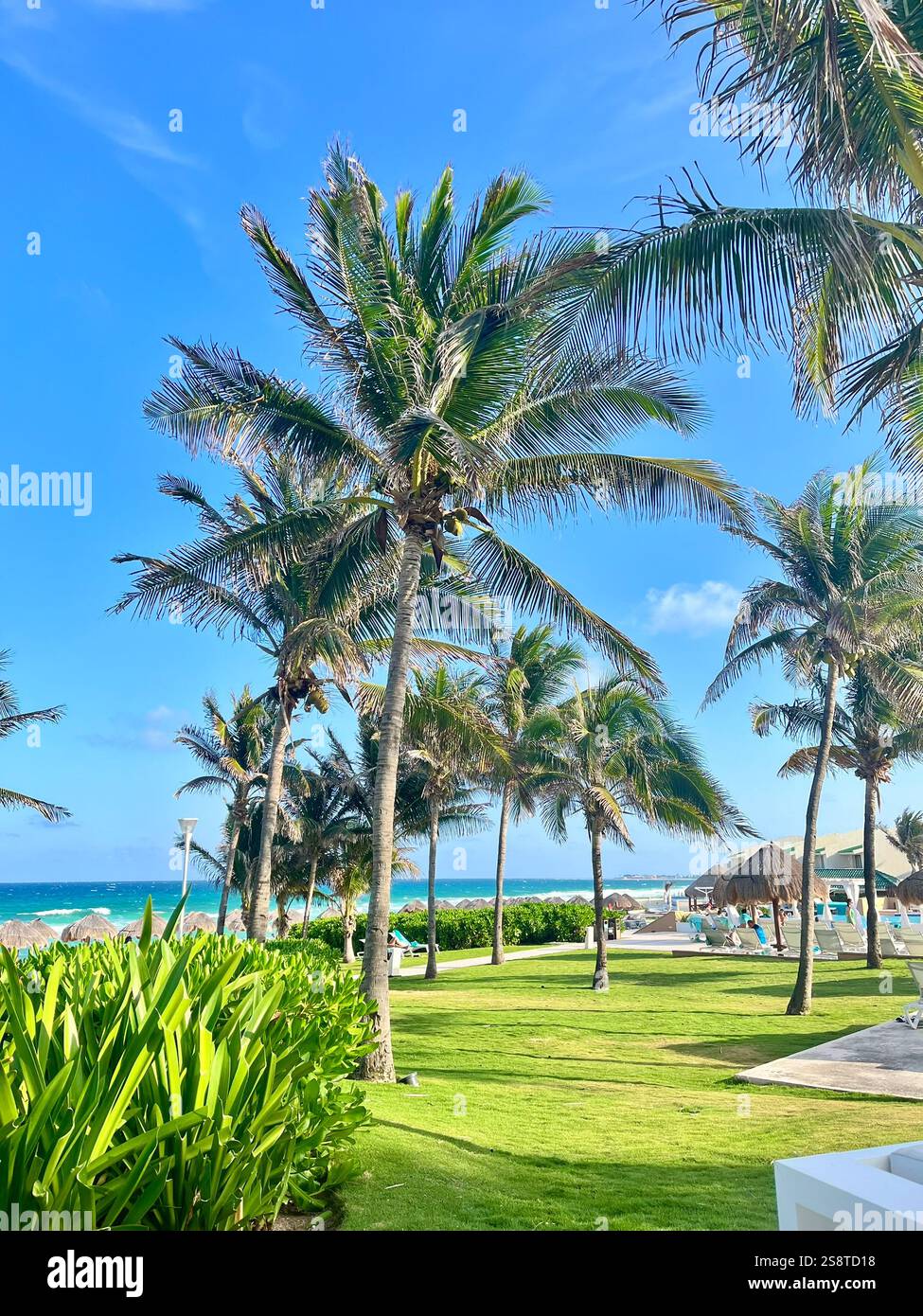 Palme sulla spiaggia di Cancun Foto Stock