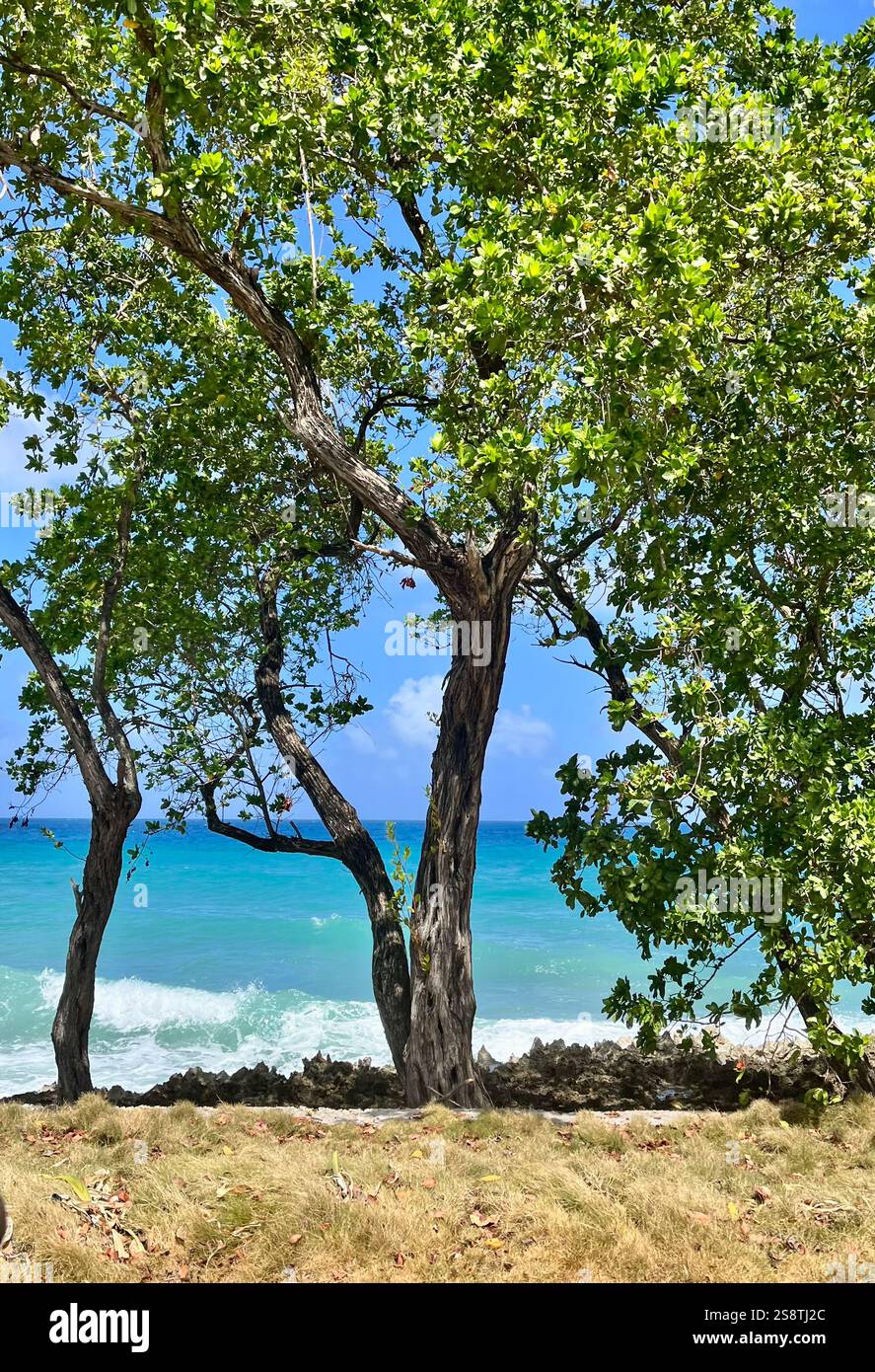 Albero fermo sulla costa di San Andres - Immagine stock catturata con smartphone