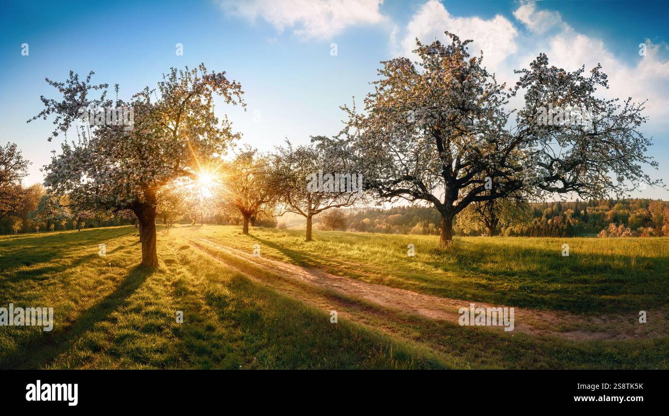 Paesaggio da paradiso rurale con il sole che sorge dietro alberi in fiore in primavera. Con il cielo blu e un sentiero che porta alla luce del sole. Foto Stock
