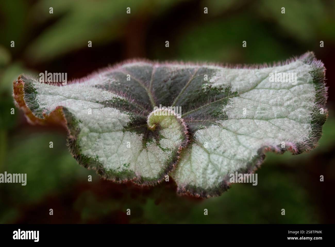 Begonia rex leaf Foto Stock