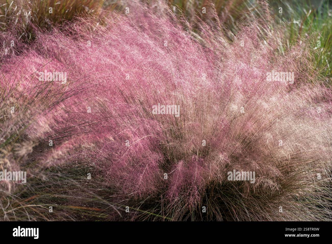 L'erba di Hairawn Muhly Foto Stock