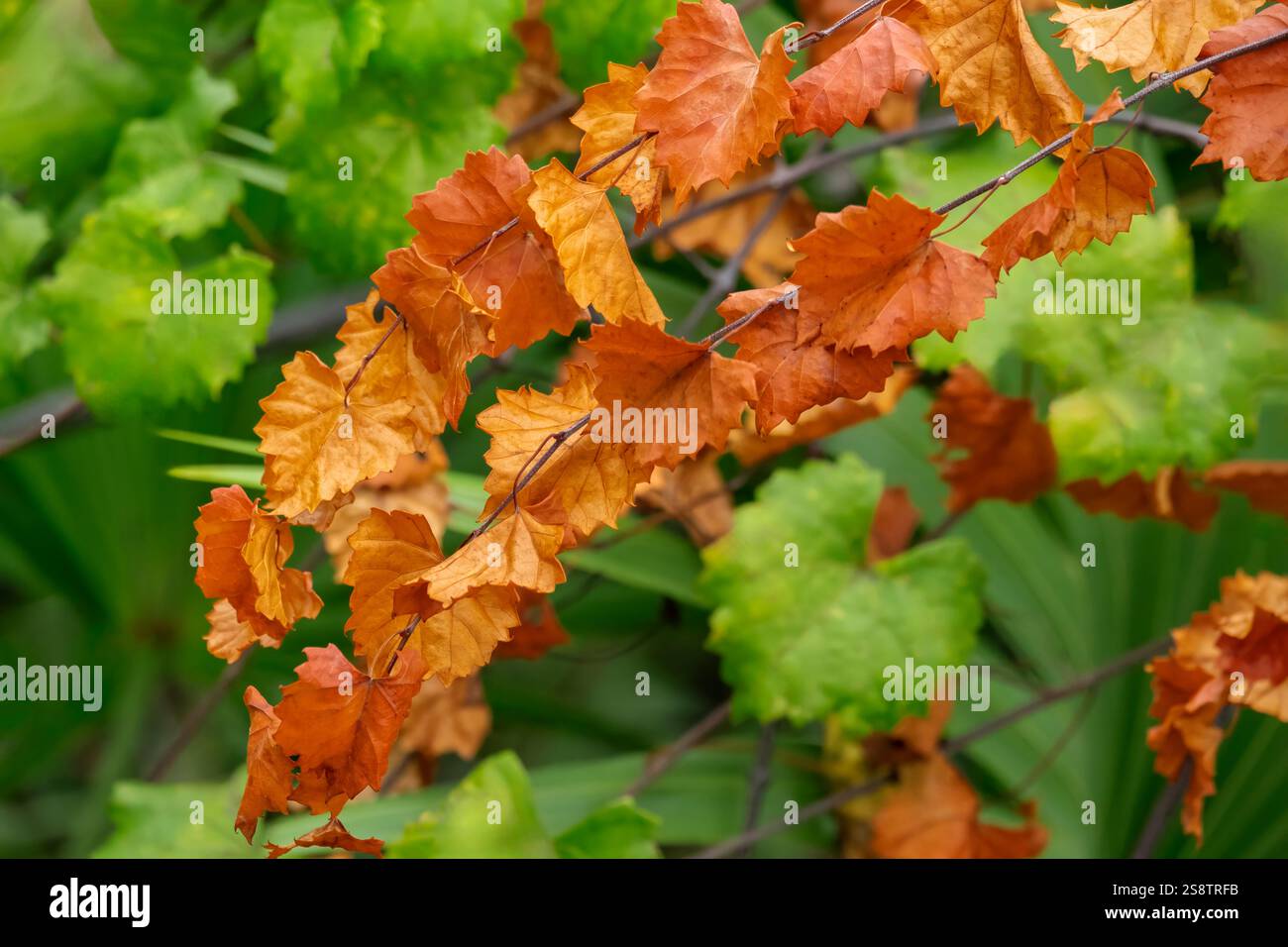 Muscadine, vite in autunno Foto Stock