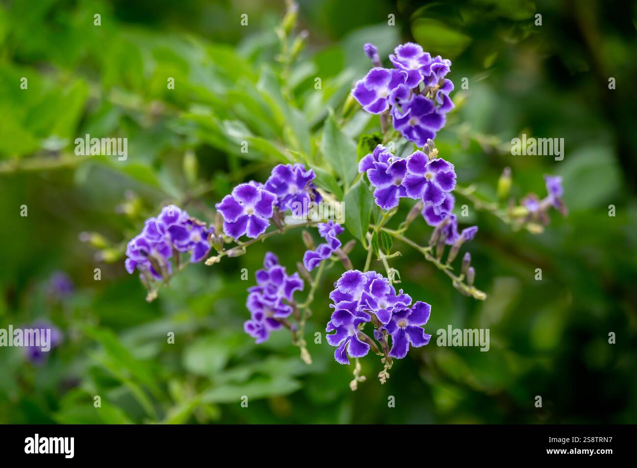 Impianto Golden Dewdrop Foto Stock