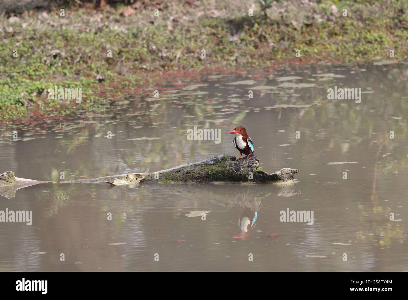 kingfisher dalla gola bianca, Parco Nazionale di Bandavgarh, Madhya Pradesh, India Foto Stock