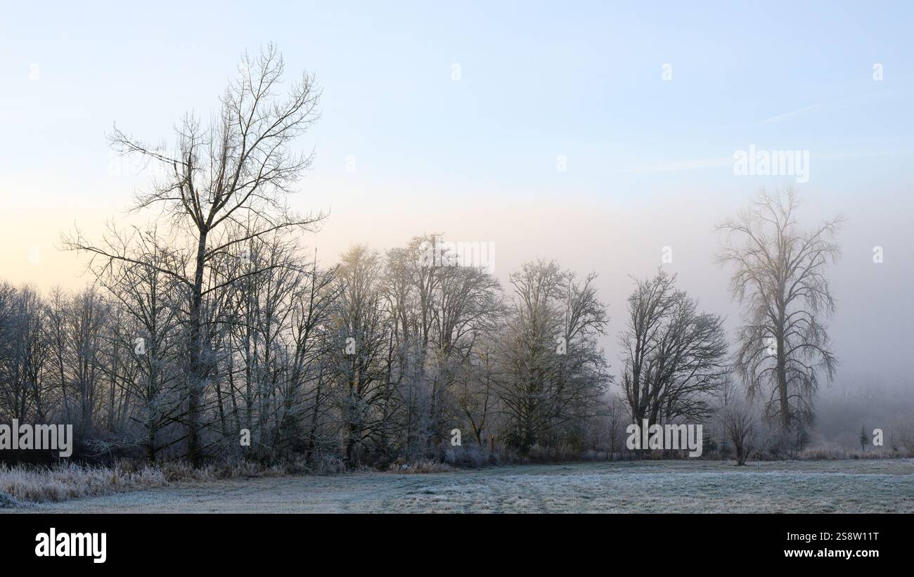 Paesaggio invernale di alberi ghiacciati dietro un campo di erba verde all'alba Foto Stock