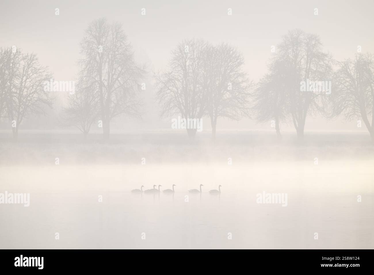 Gruppo di cigni che galleggiano su un lago nebbioso con alberi parzialmente oscurati Foto Stock