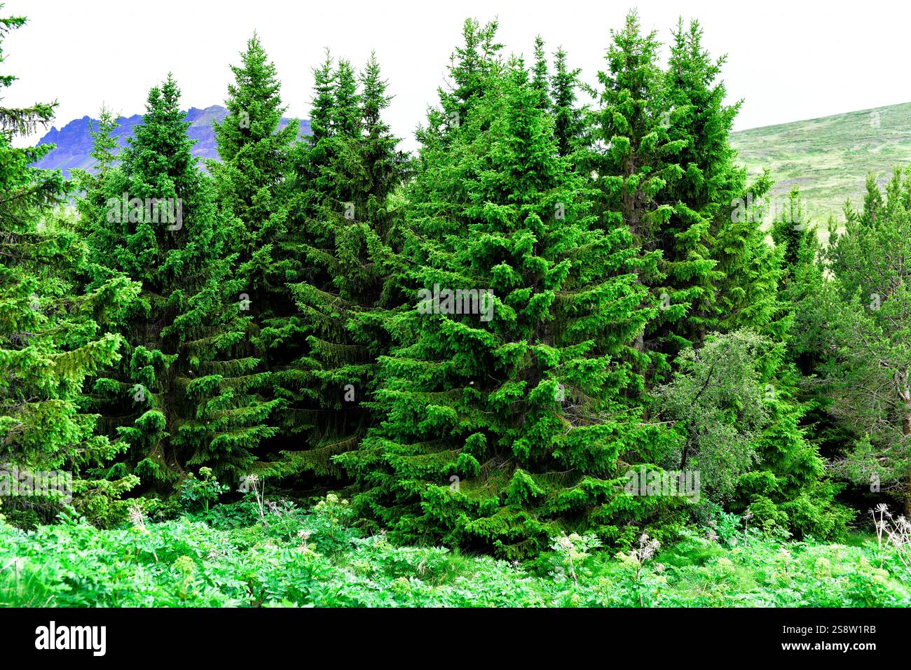 L'abete Sitka (Picea sitchensis) è un albero di conifere sempreverde originario del Nord America occidentale, dall'Alaska alla California. Questa foto e' stata scattata in me Foto Stock