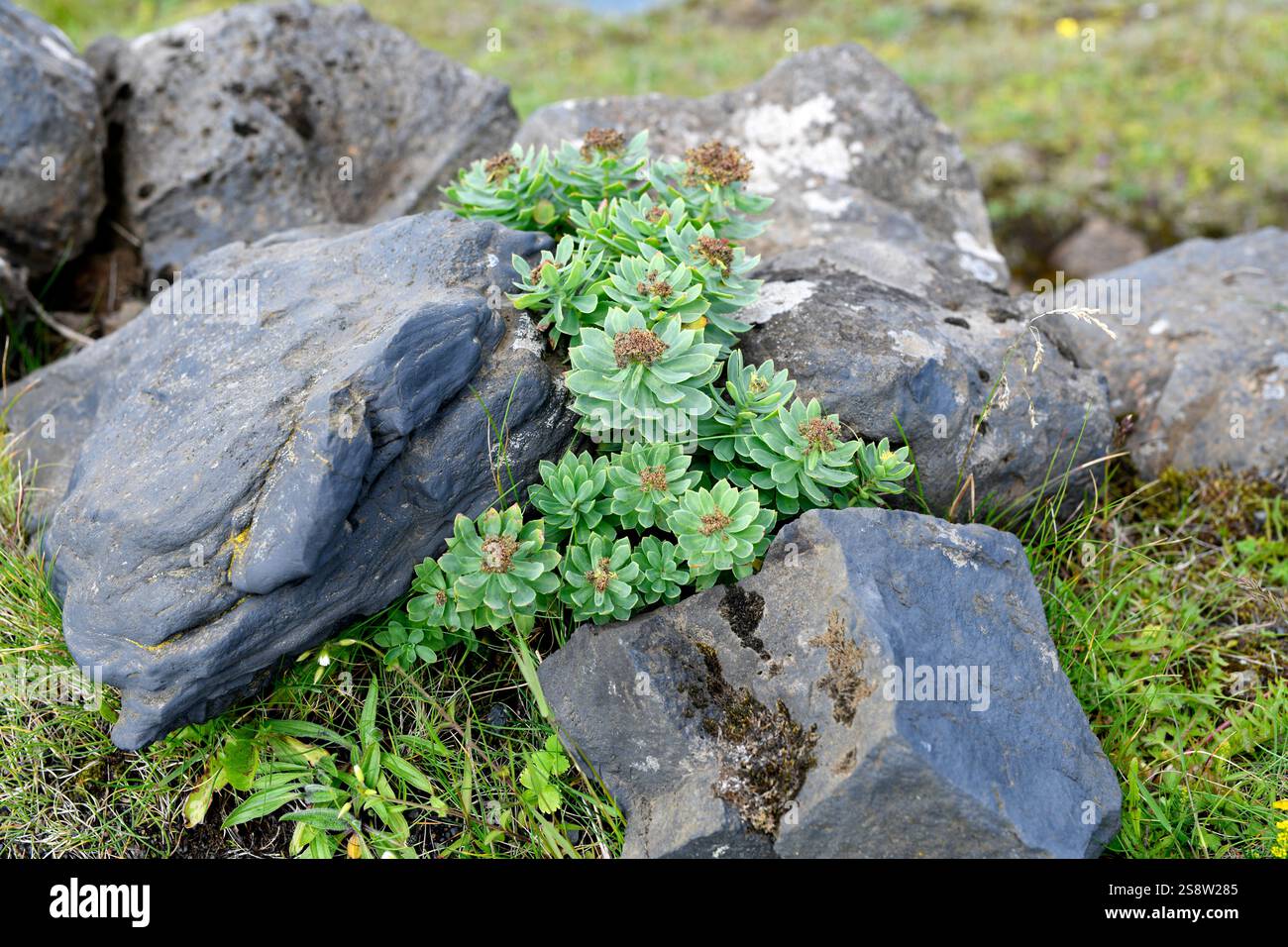 La radice d'oro o radice di rosa (Rhodiola rosea) è un'erba perenne succulenta originaria delle regioni più fredde dell'emisfero settentrionale. Questa foto è stata scattata a Dyrh Foto Stock