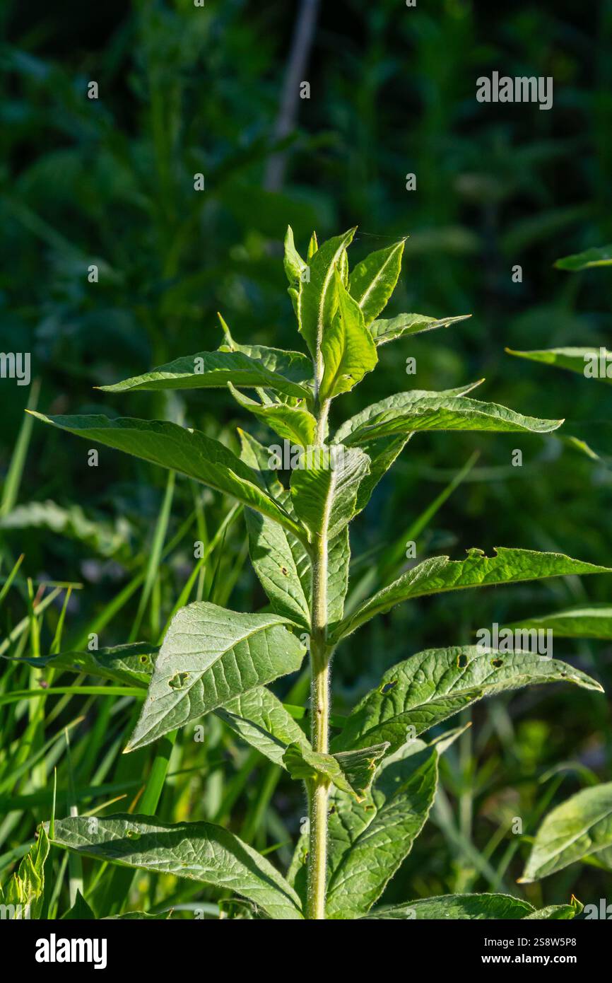 Mentha, nota anche come menta, usata come spezia per il tè e per aromatizzare cibi e altre bevande. Foto Stock