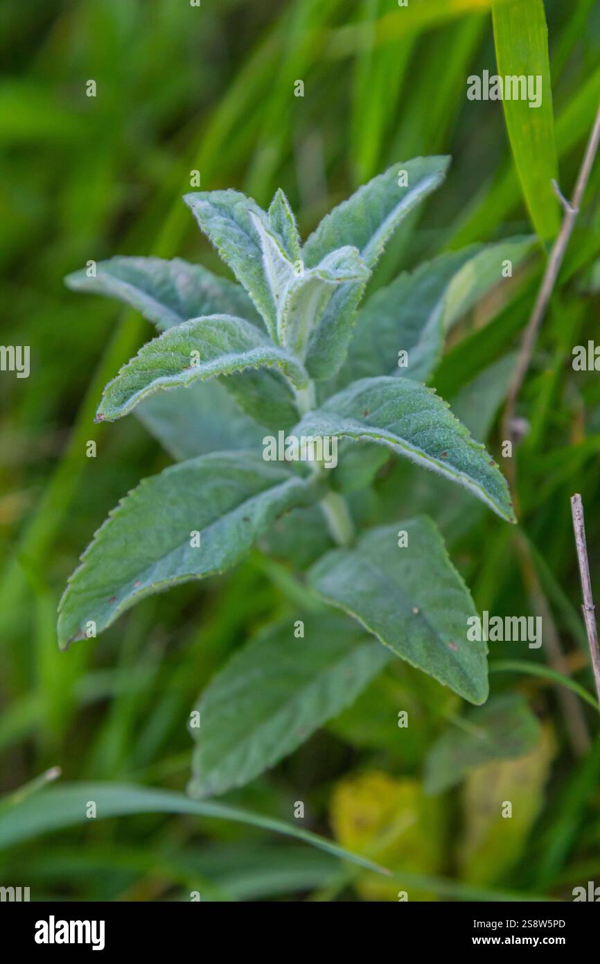 Foglia di menta marocchina nome latino Mentha spicata, marocchino. Foto Stock