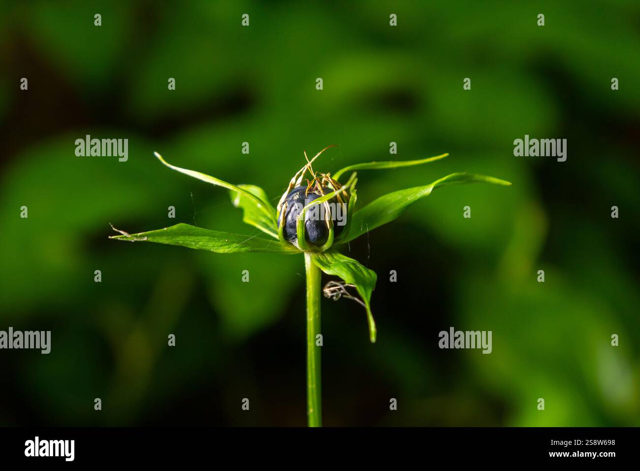 Pianta molto velenosa Raven's eye quadrifolia parigina a quattro foglie, nota anche come bacca o True Lovers Knot che cresce in natura in una foresta. Foto Stock