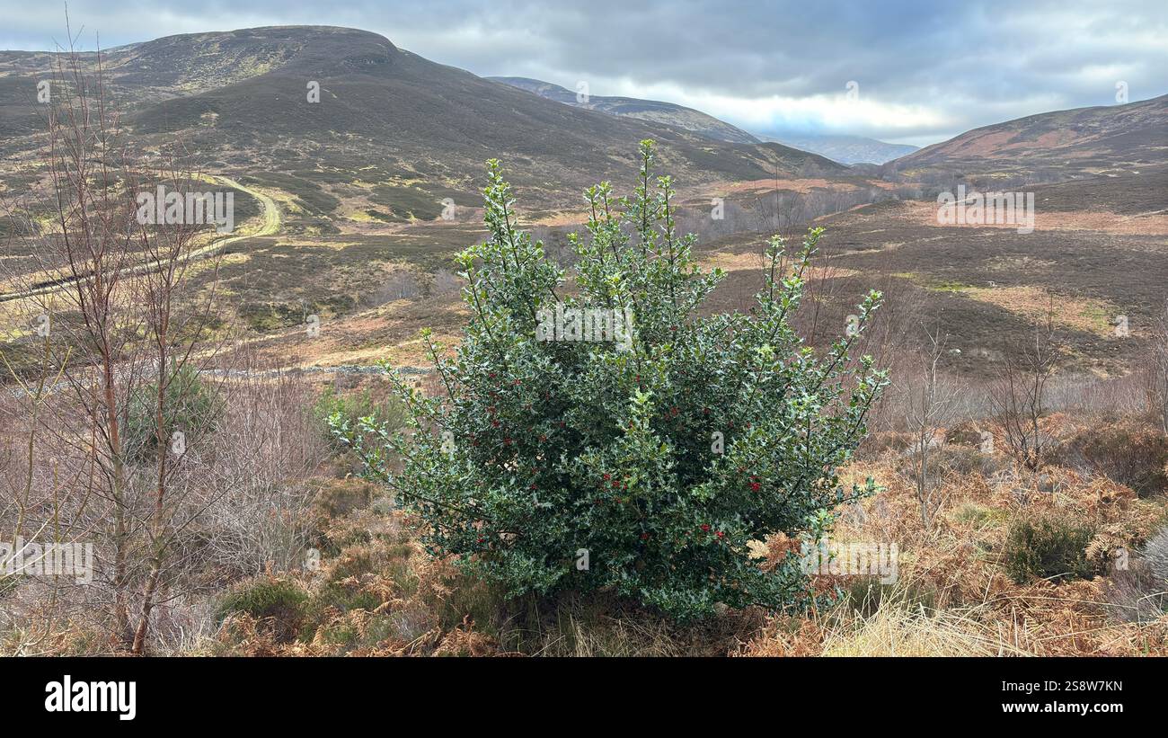 Dun Coillich Hill e glen intorno a Glengoulandie nelle Highlands scozzesi. Perthshire. Vista sulla campagna scozzese e sulle montagne con l'erica - Immagine stock catturata con smartphone
