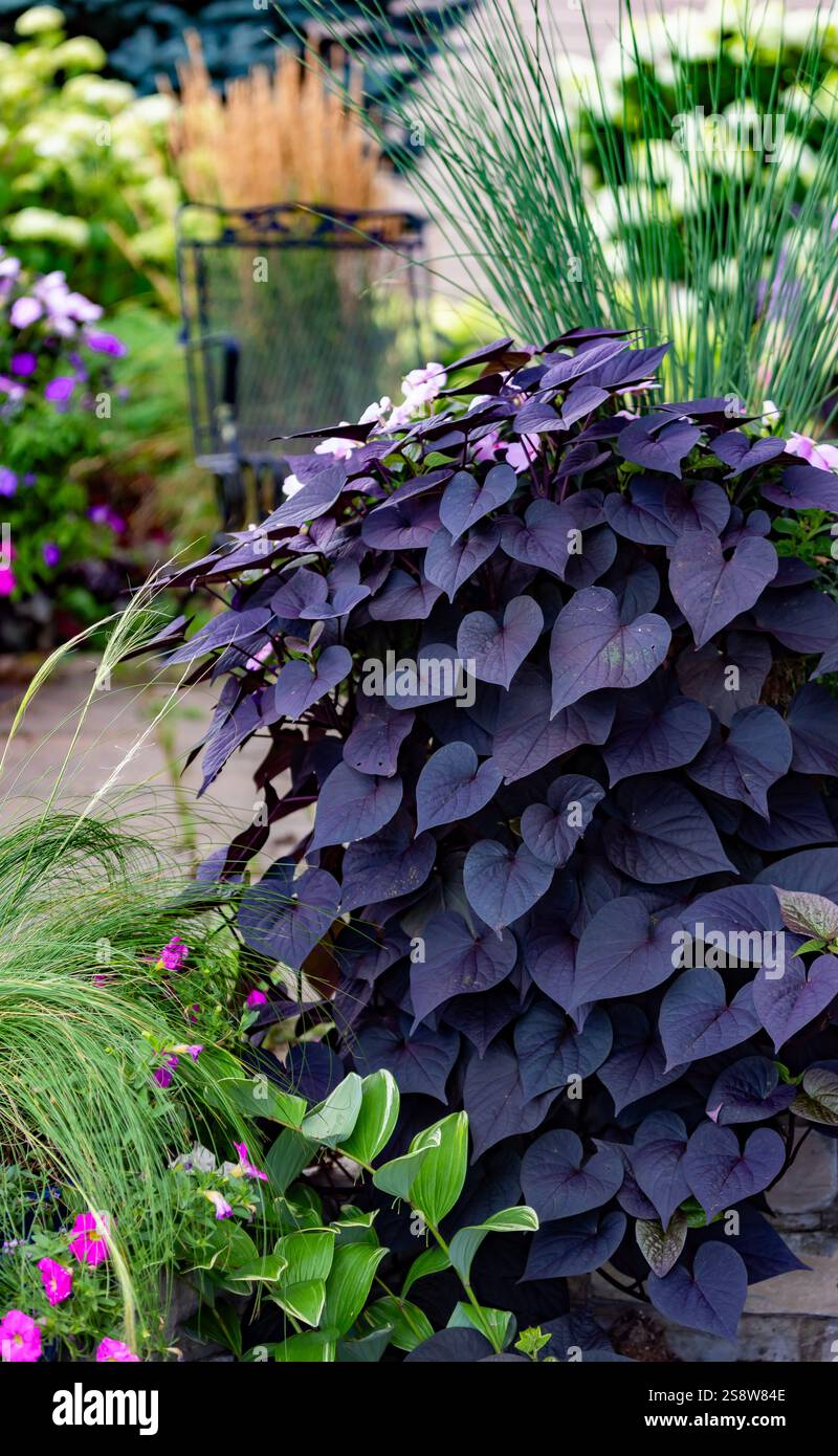Il prolifico vitigno di patate dolci a forma di cuore viola Blackie, ipomoea, crolla su una parete calcarea di un patio in una giornata di sole con erba di piuma messicana Foto Stock
