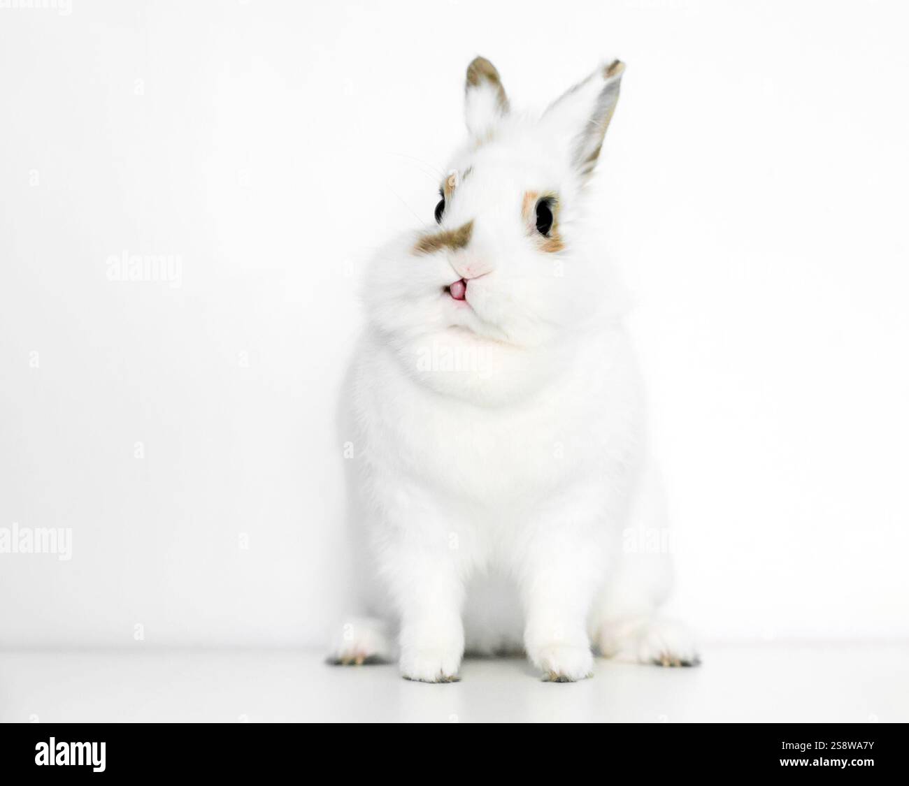 Un simpatico coniglio nano rivolto verso la macchina fotografica e che si stacca la lingua Foto Stock