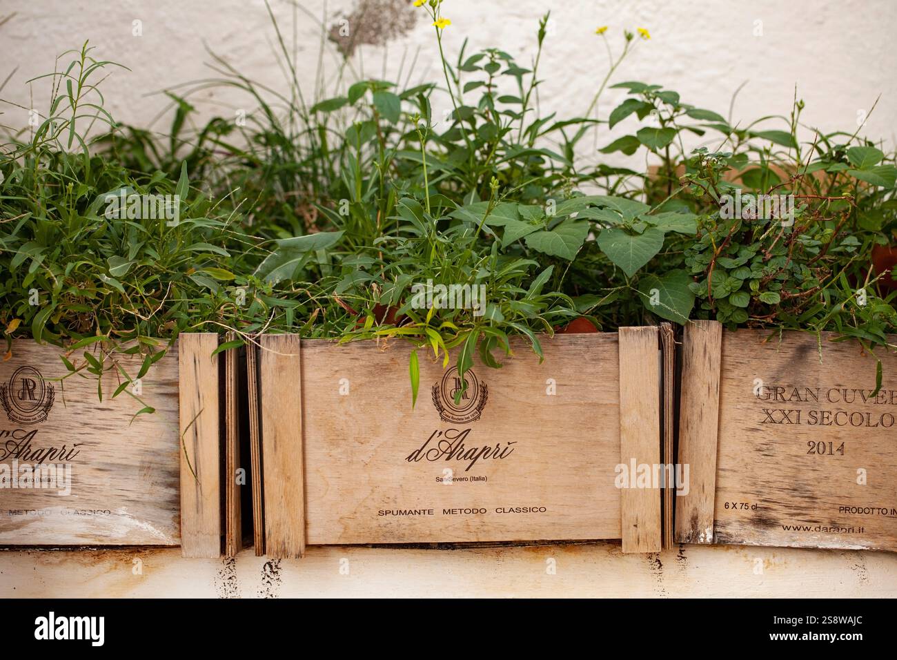 Peschici, Puglia, Italia - 27 settembre 2024: Splendide erbe mediterranee, piantate in vecchie scatole di vino riutilizzate, adornano una delle affascinanti vie del Foto Stock