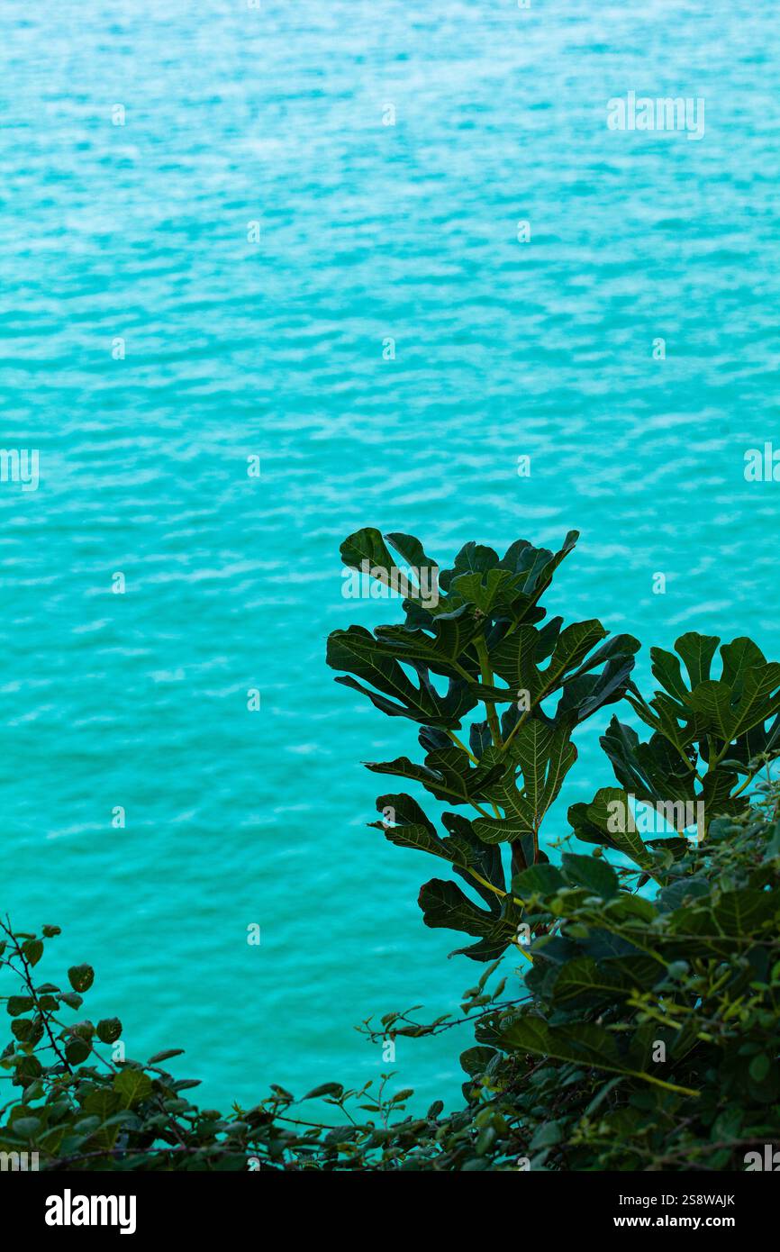 Le vivaci piante mediterranee si aggrappano alle rocce aspre, in contrasto con il blu intenso del mare Adriatico. Foto Stock