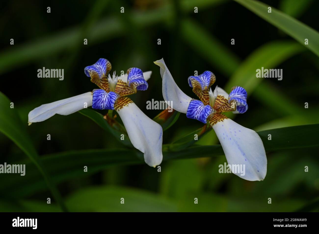 USA, Hilo, Hawaii. Iris a piedi al Tropical Bioreserve and Garden Foto Stock