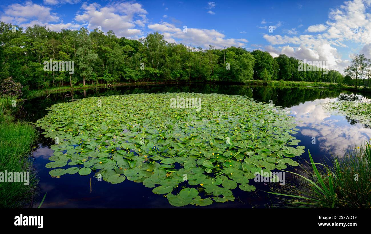 Grande piscina con giglio d'acqua giallo, Heidebloemplas, Ede, Veluwe, Paesi Bassi Foto Stock
