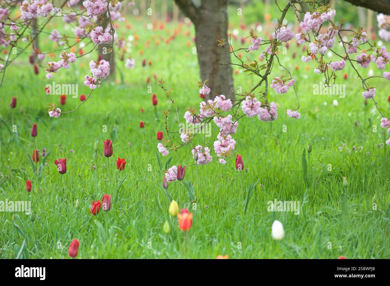 Splendida scena primaverile con rami in fiore di ciliegio e tulipani colorati che fioriscono in un prato verde. Un tranquillo paesaggio naturale che simboleggia il rinnovamento e la Foto Stock