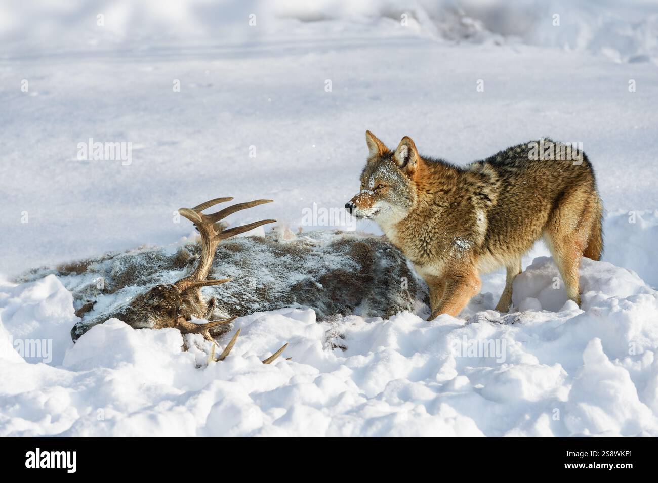 Coyote (Canis latrans) guarda in alto dalla carcassa di cervo in inverno neve - animale in cattività Foto Stock