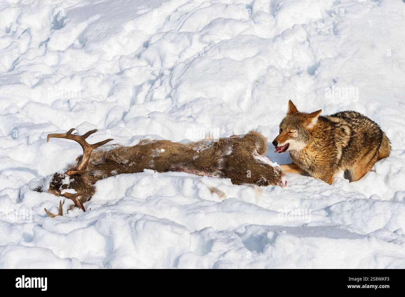 Il coyote (Canis latrans) si nutre della carcassa di cervo in churned Up Snow Winter - animale in cattività Foto Stock