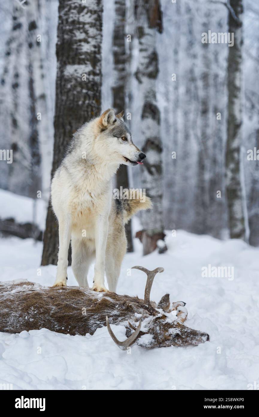 Il lupo grigio (Canis lupus) guarda direttamente dalla cima del cervo coda bianca Tongue Out Winter - animale in cattività Foto Stock