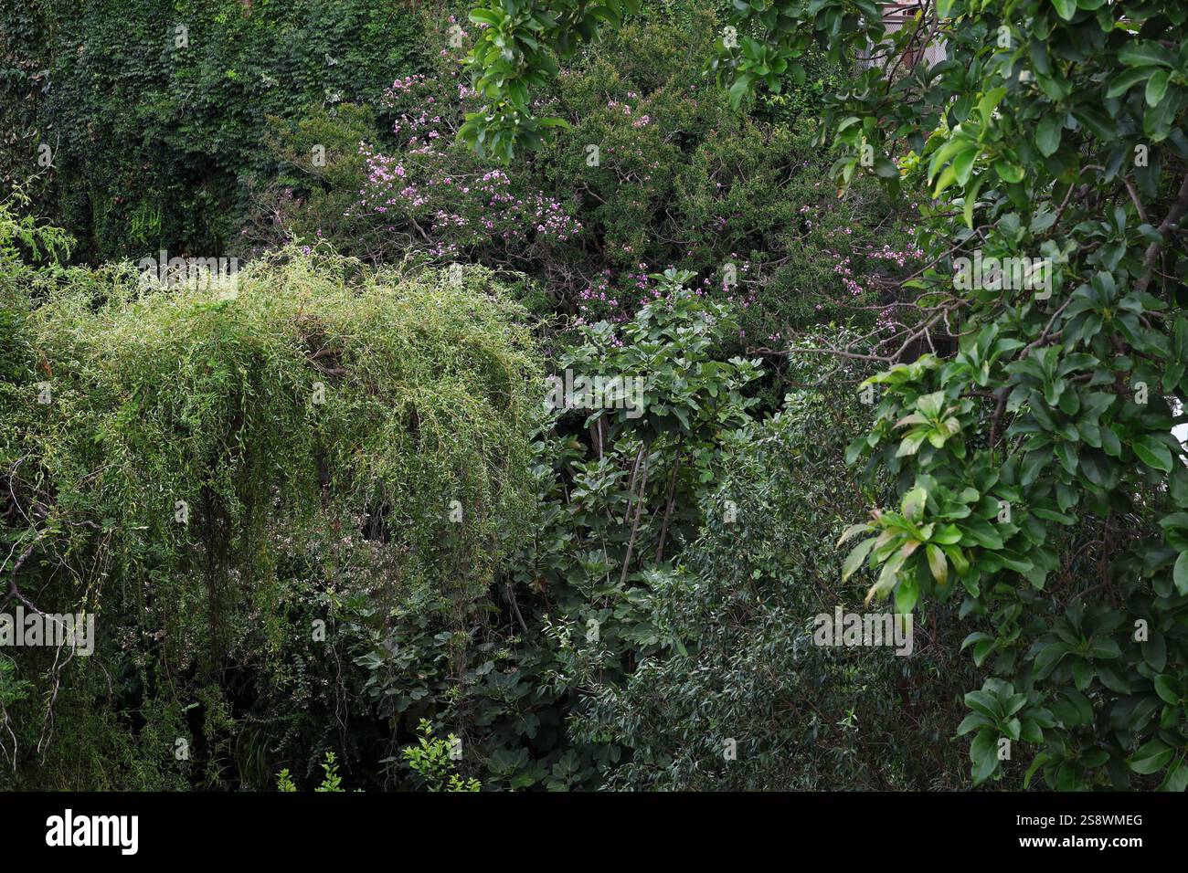 Gama de verdes Foto Stock