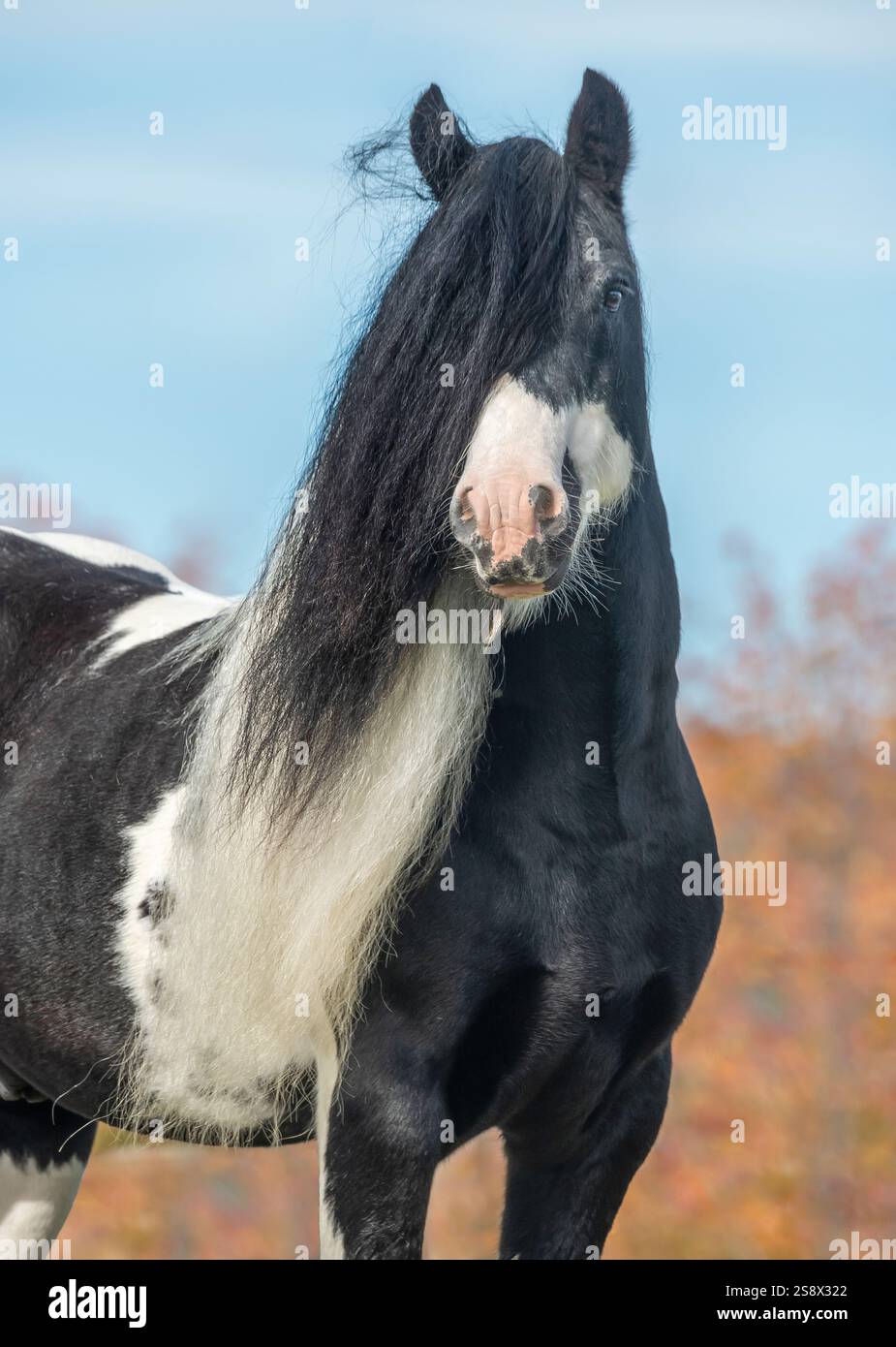 Ritratto dello stallone del cavallo Gypsy Vanner Foto Stock
