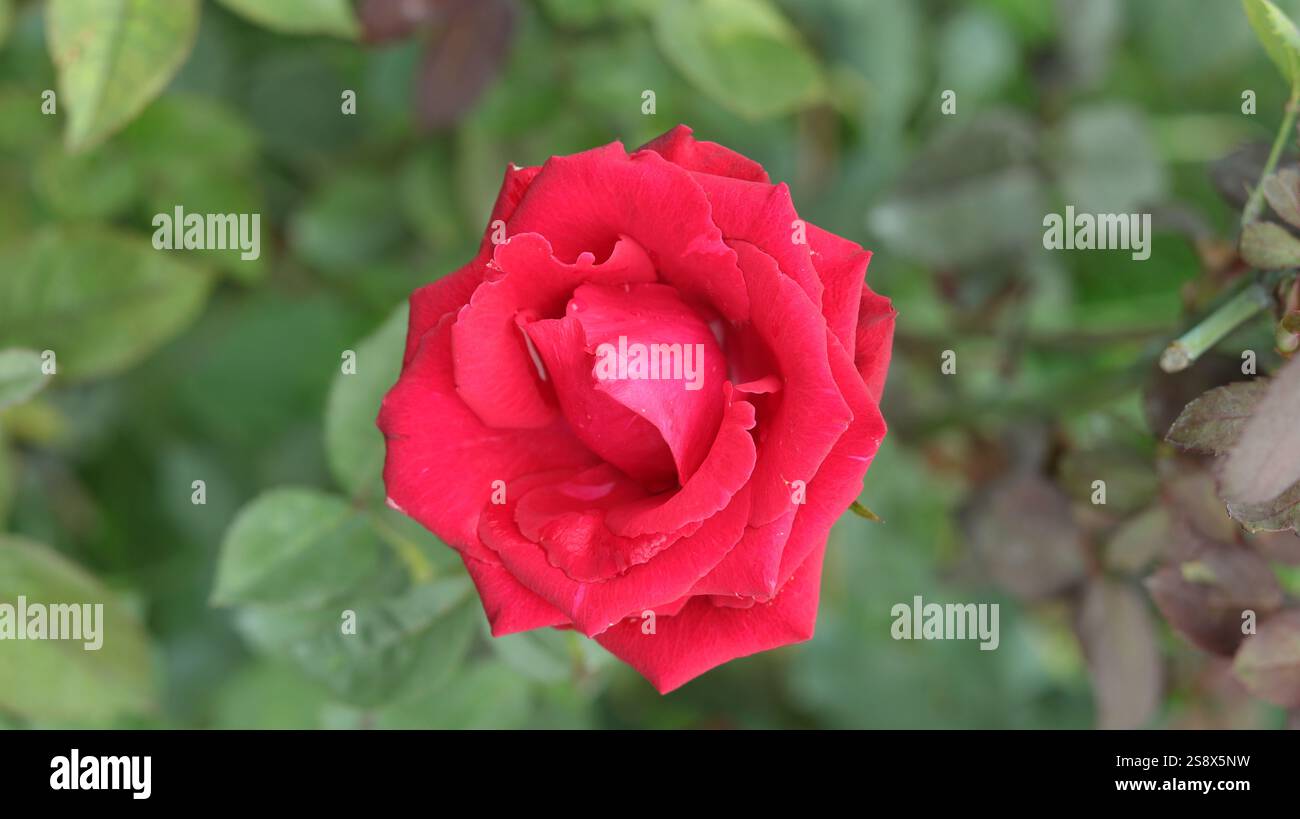Una rosa rossa vibrante in piena fioritura, che irradia eleganza e passione su un lussureggiante sfondo verde, simboleggia l'amore e la bellezza della natura. Foto Stock