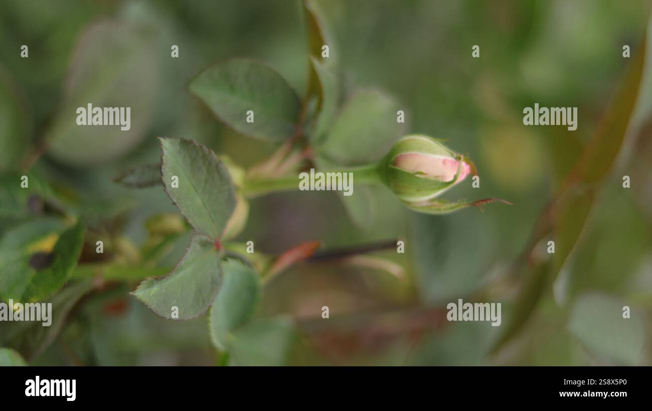 Un delicato bocciolo di rosa sull'orlo della fioritura, avvolto in soffici sepali verdi, circondato da foglie lussureggianti, simboleggiano la bellezza di nuovi inizi. Foto Stock