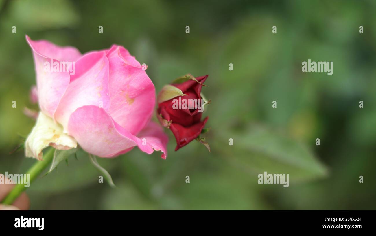 La bellezza di due gemme di rosa: Un rosa delicato e un rosso audace, fianco a fianco in armonia della natura. Foto Stock