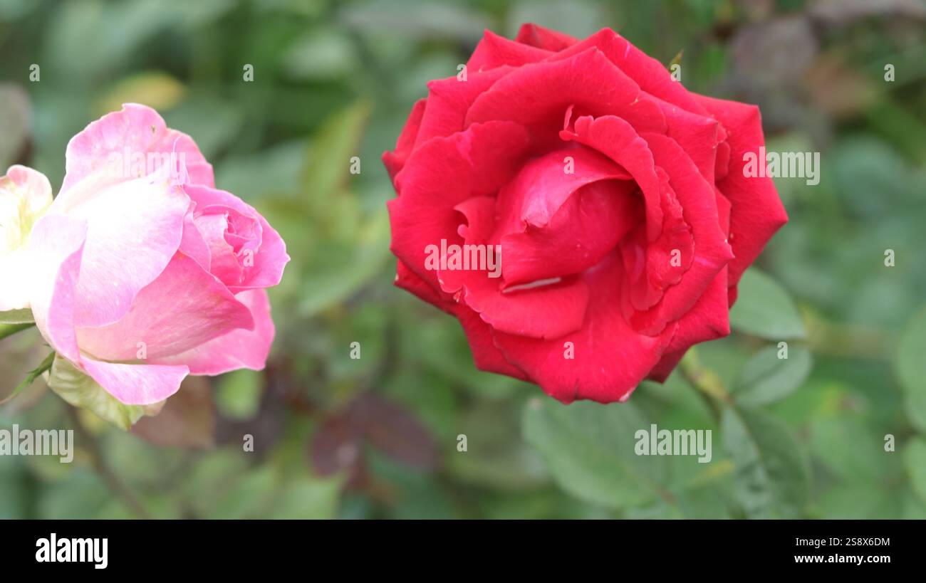 La bellezza delle rose rosse e rosa affiancate: Un mix perfetto di passione e grazia. Foto Stock
