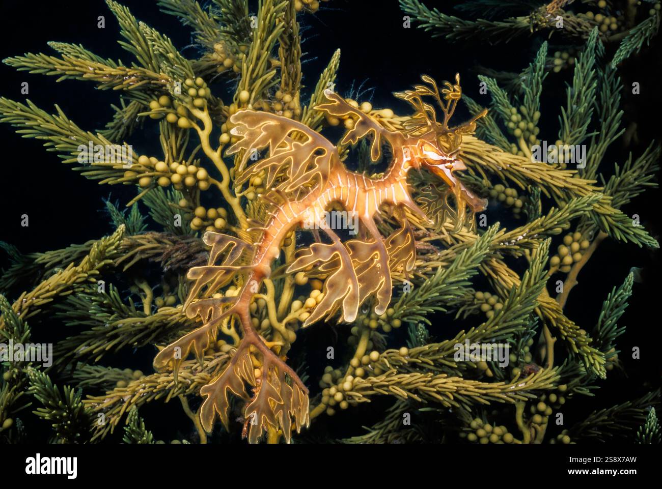 Questo drago verde, Phycodurus eques, è perfettamente mimetato contro la vita vegetale sotto un molo fino Spencer Gulf in South Australia. Foto Stock