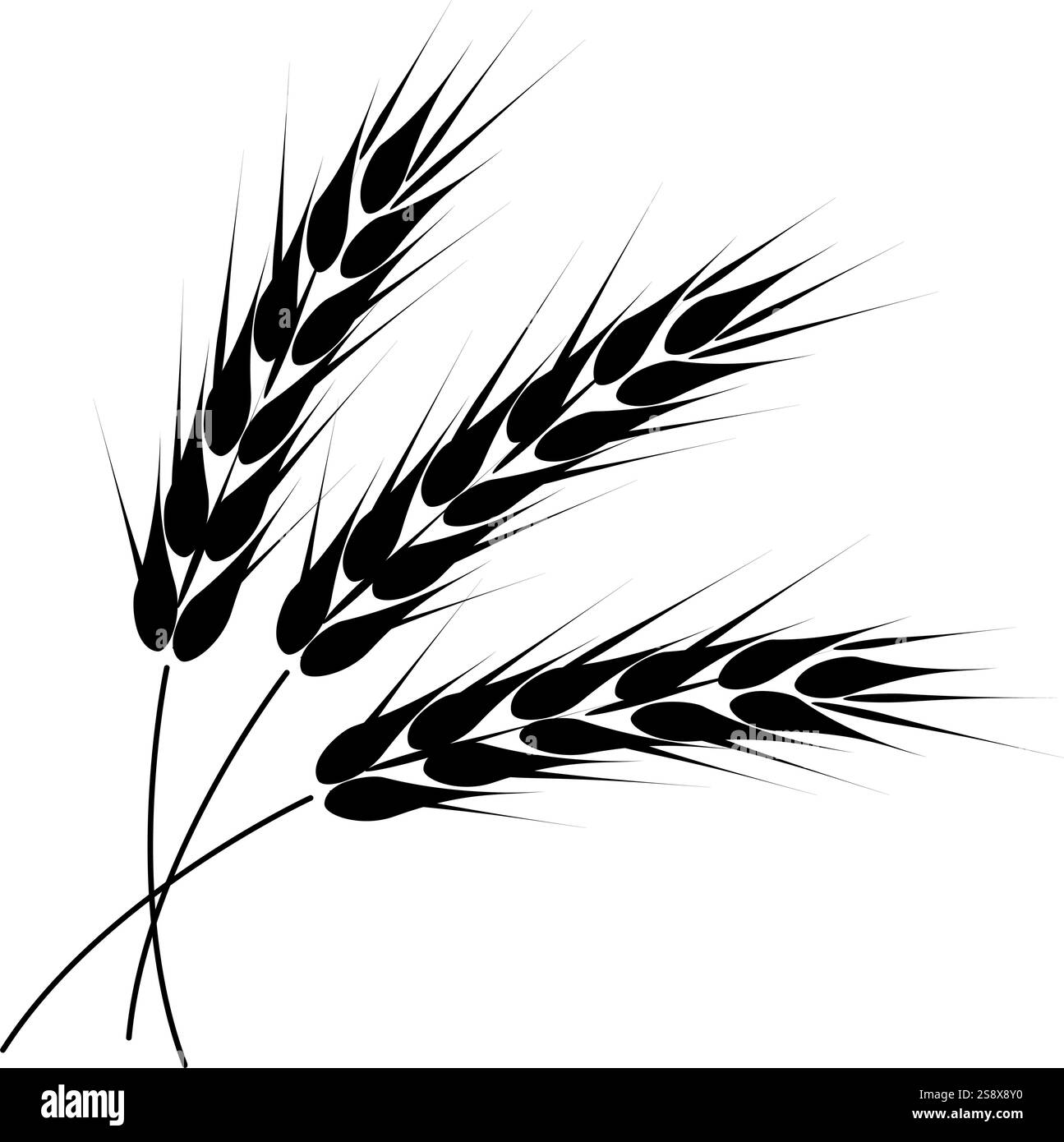 Illustrazione vettoriale delle orecchie di grano. Isolato su sfondo bianco. Illustrazione Vettoriale