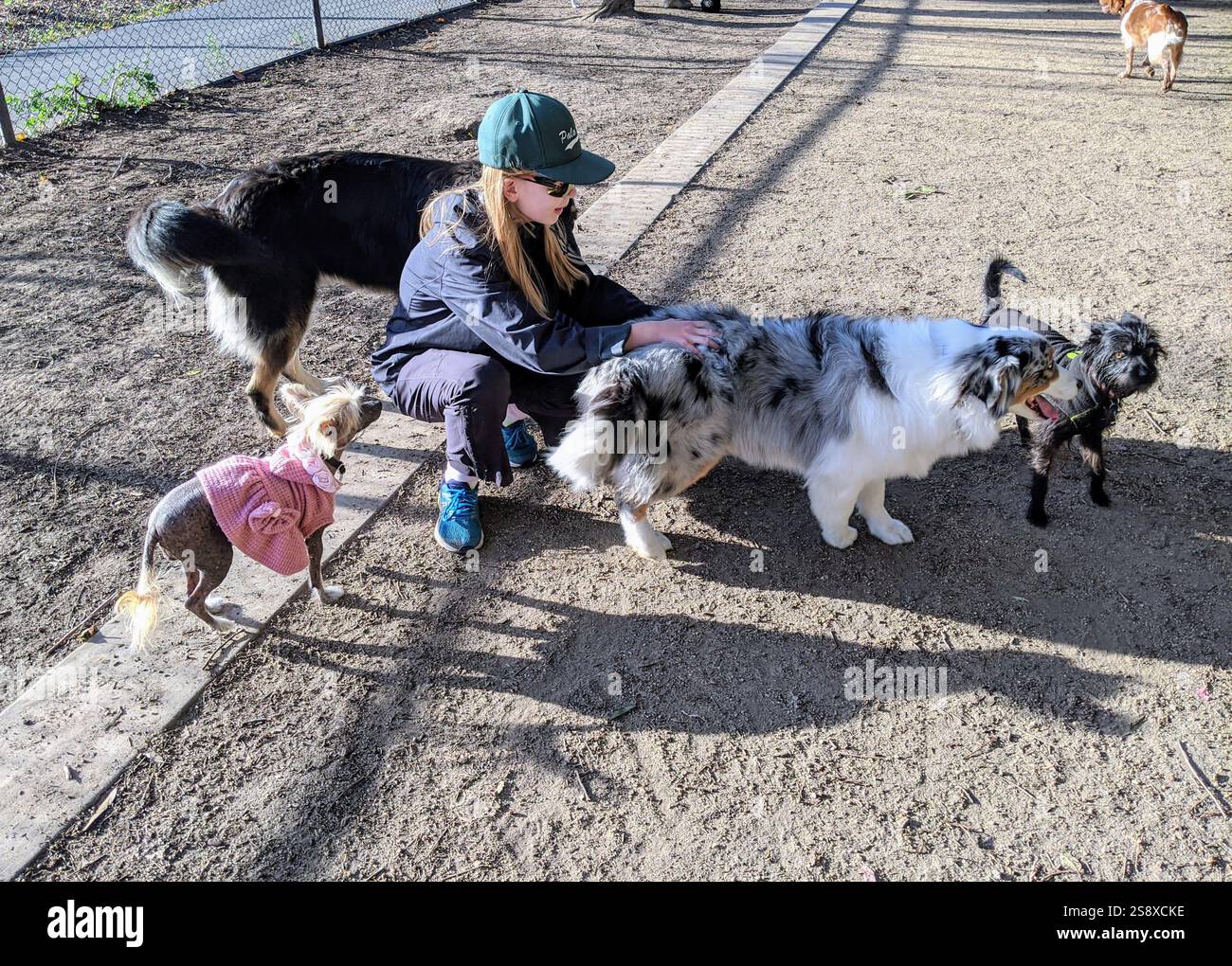 Cani che giocano in un parco per cani in California Foto Stock
