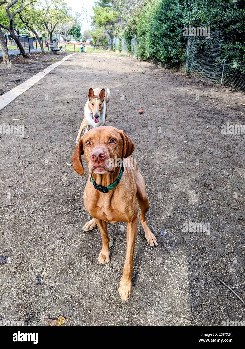 Cani che giocano in un parco per cani in California Foto Stock Cani che giocano in un parco per cani in California Foto Stock