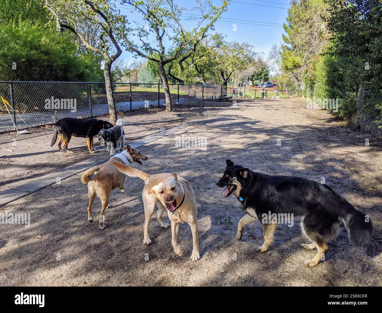 Cani che giocano in un parco per cani in California Foto Stock