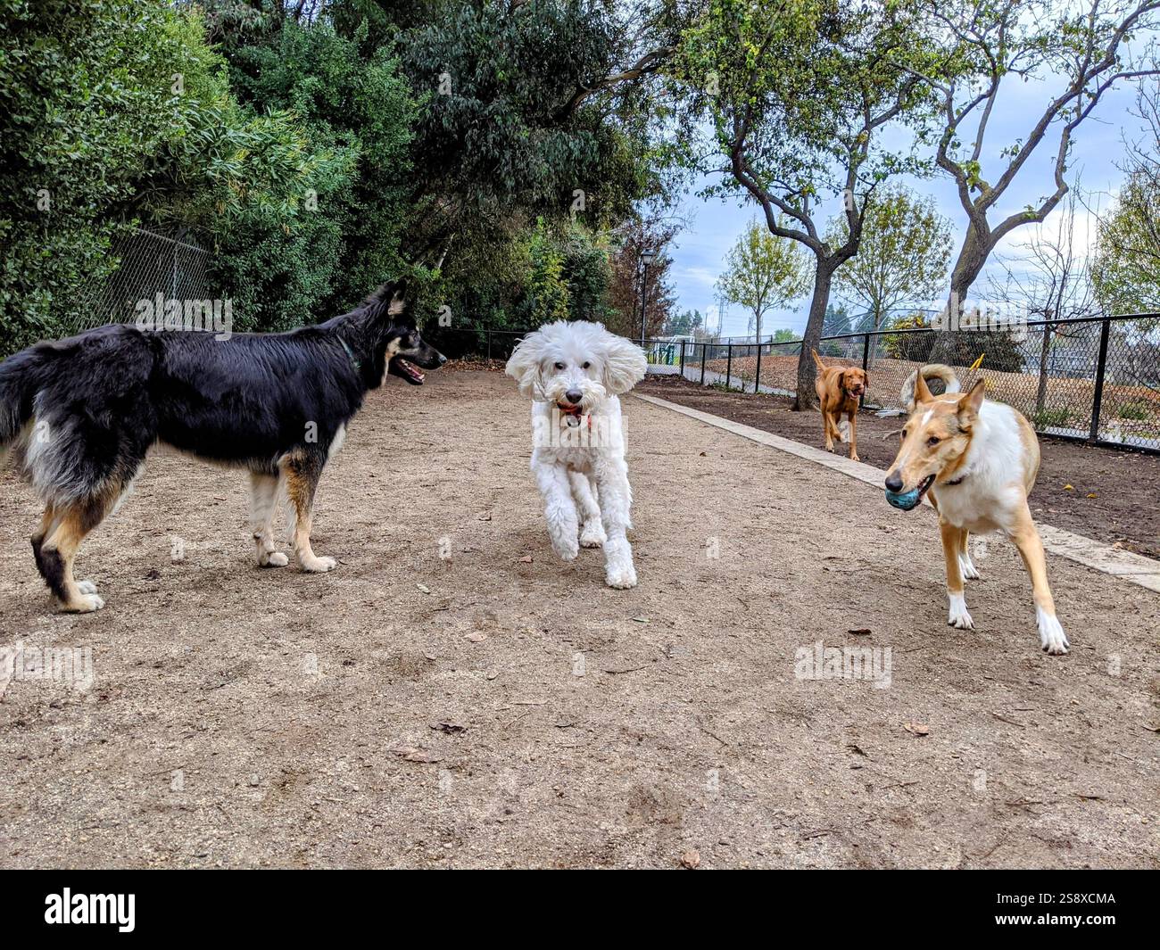 Cani che giocano in un parco per cani in California Foto Stock